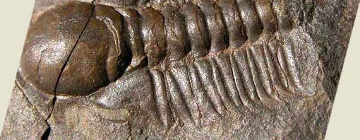 trilobit